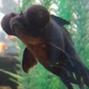 Meet your Posher, Raylene